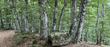 Wat is het verschil tussen een bosbad en een boswandeling?