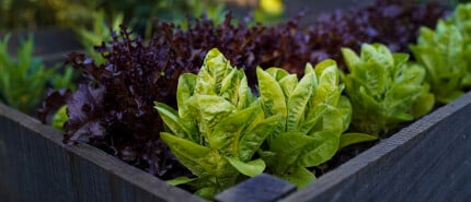 De voor-en nadelen van verhoogde moestuinbakken