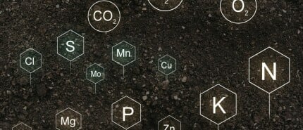 Voeding voor moestuinplanten: een compleet overzicht