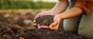 Wortelverbranding: een onverwacht gevolg van overmatig mest en compost gebruik