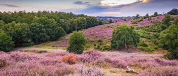 Dit zijn de leukste wandelroutes op de Veluwe