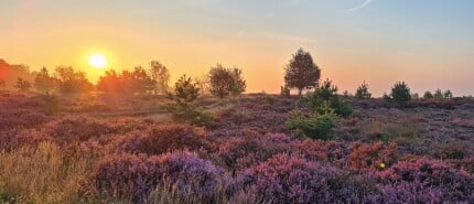 Een dagje Hoge Veluwe: mijn belevenis in het Nationaal Park