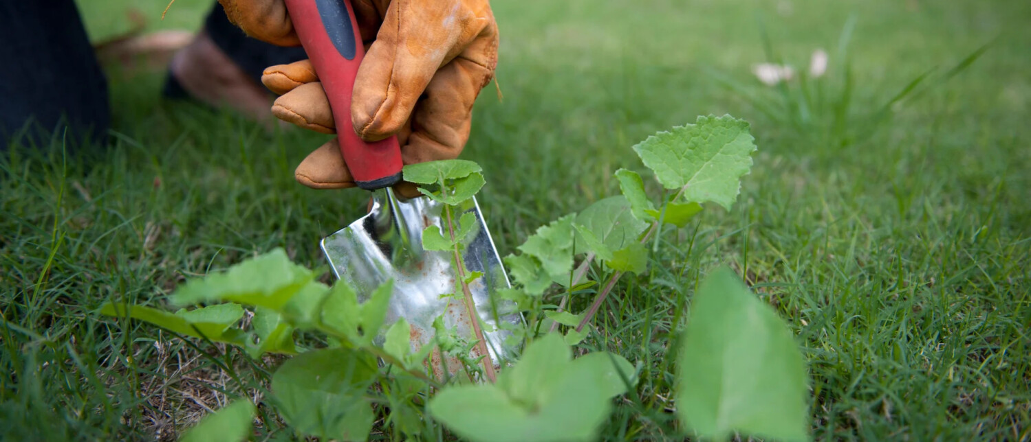 Onkruid in gazon bestrijden: zo doe je dat gemakkelijk