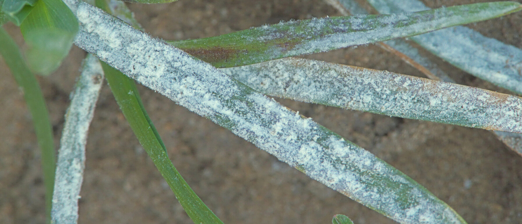 Witte Schimmel Op Plant Buiten
