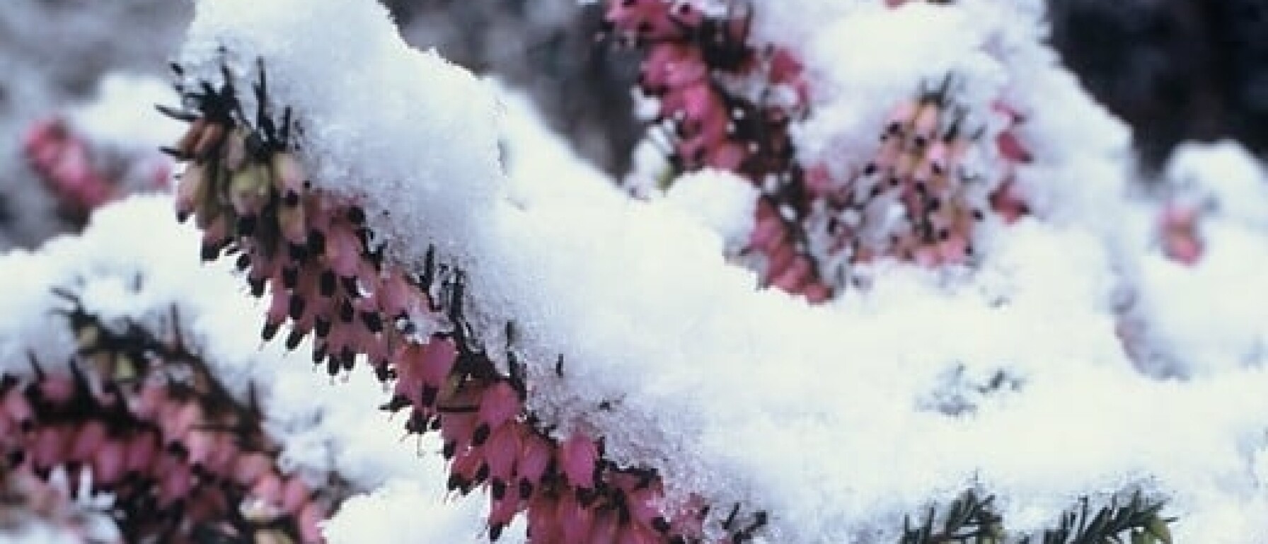 Planten die tegen vorst kunnen noemen we ook wel winterharde planten.