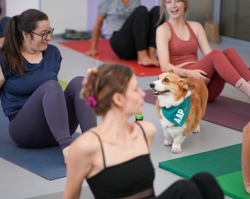 Hond mee op teambuilding yoga
