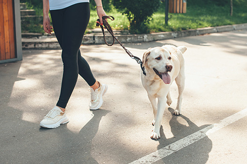 Hondenoppas op wandeling in park in Mechelen