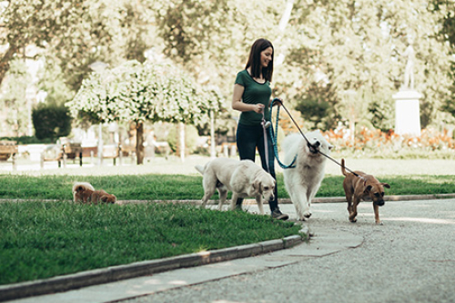 Oppas met meerdere honden