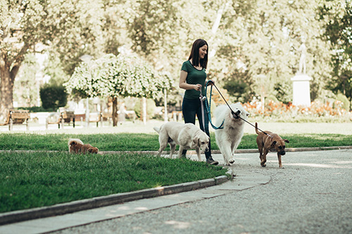 Oppas met meerdere honden in park in Leuven