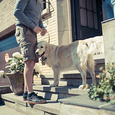 Hondenoppas en Golden Retriever klaar om te vertrekken op wandeling