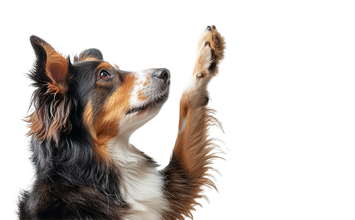 Hond vraagt naar zijn hondenoppas