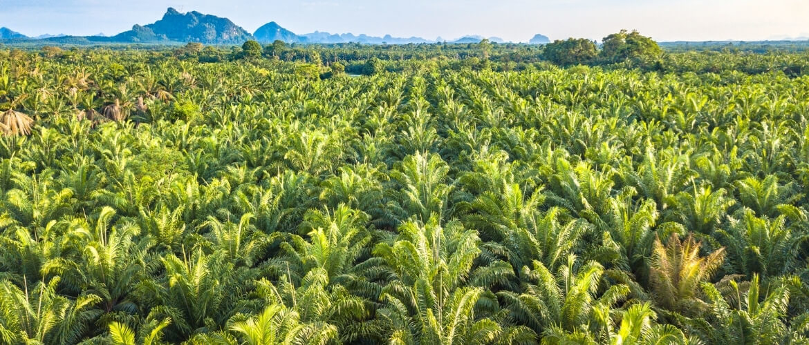 In welke producten zit palmolie verwerkt?