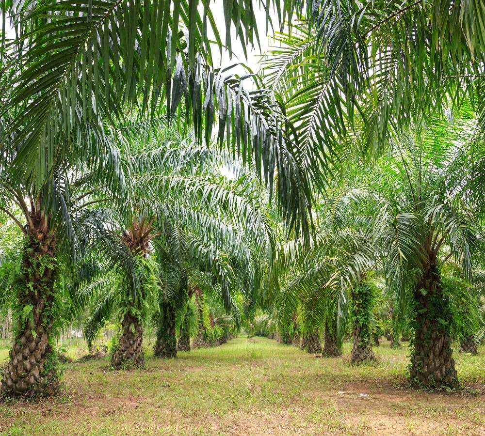 In welke producten zit palmolie verwerkt?