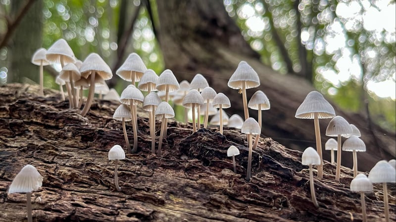 Kleine scherptediepte bij deze paddenstoelen met bokeh-bollen