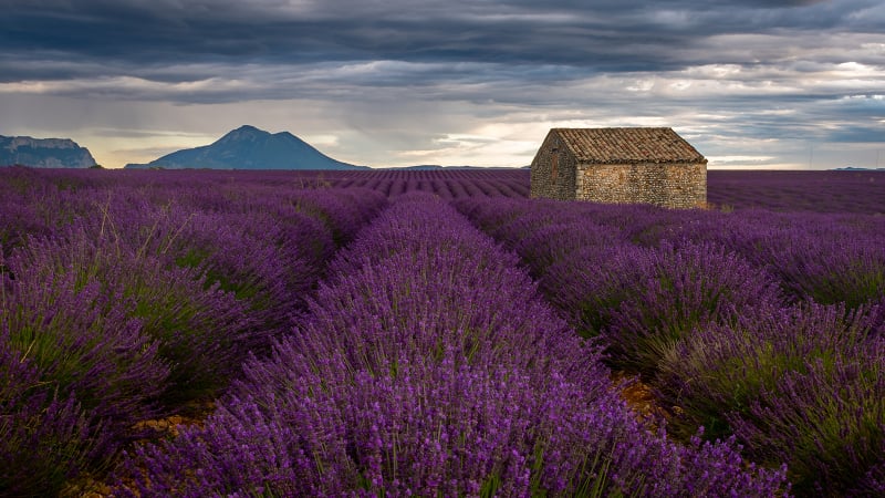 Lavendelveld in de Provence