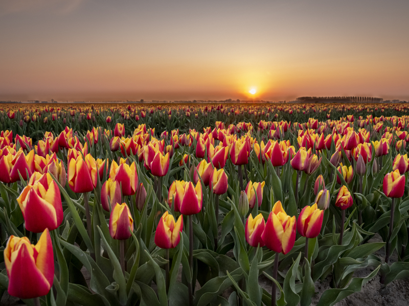 Tulpen op Goeree-Overflakkee bij zonsondergang