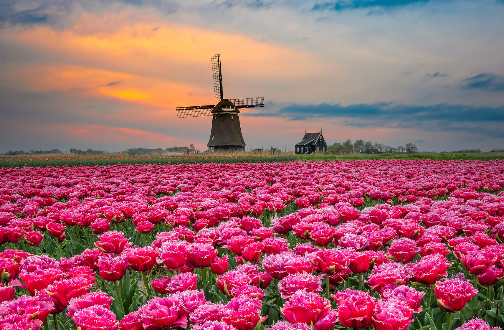 Tulpenveld met een molen bij Schagerbrug