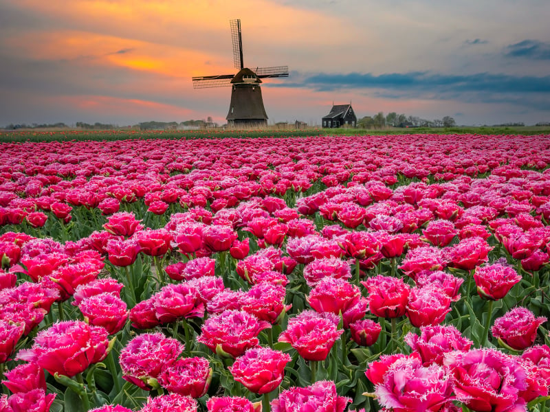 Tulpenveld met een molen bij Schagerbrug