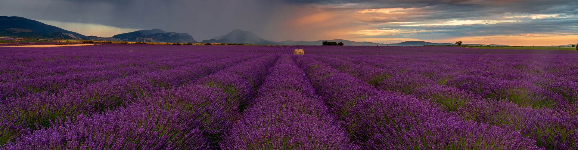 Lavendel in de Provence, Frankrijk