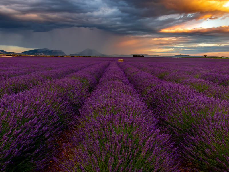 Lavendel in de Provence, Frankrijk