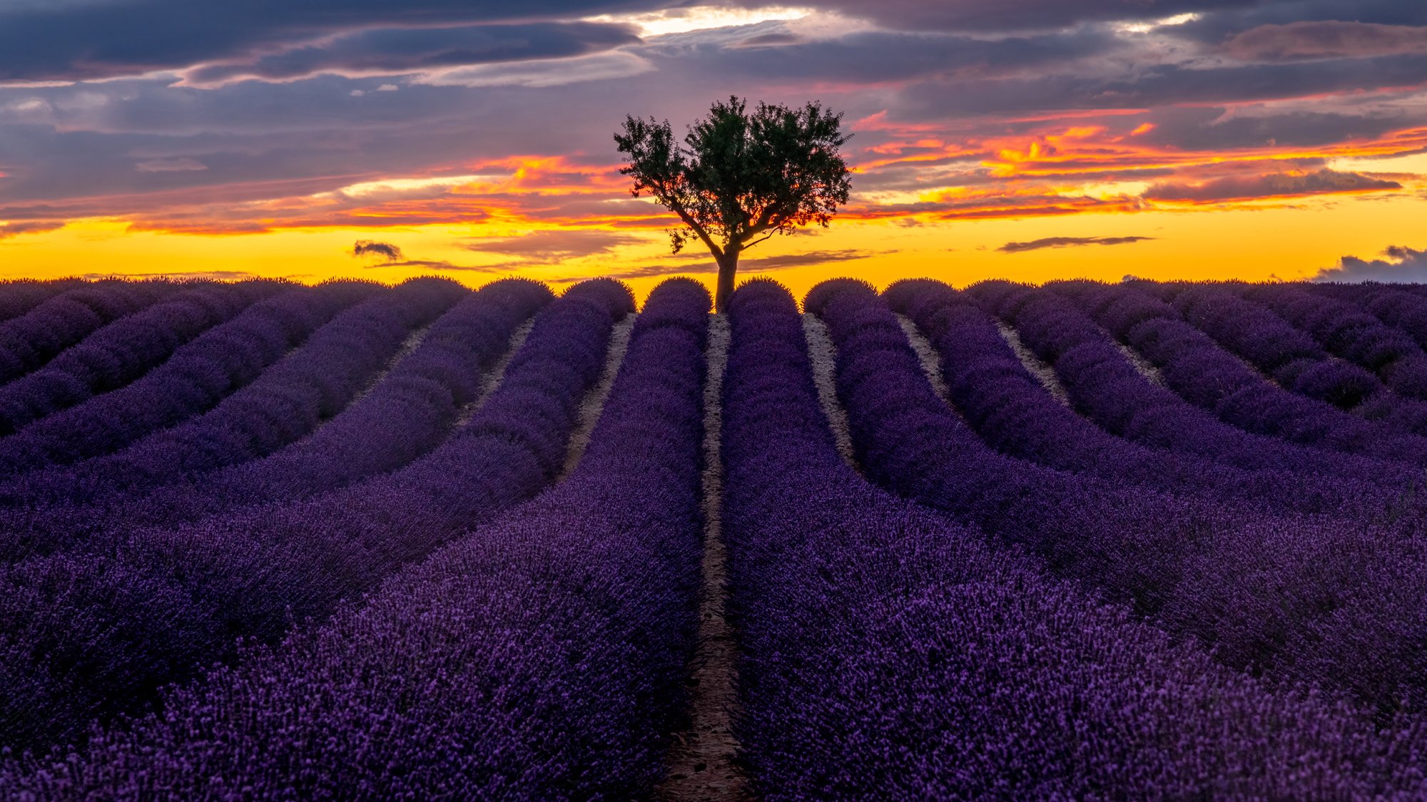 Lavendelveld op het plateau de Valensole in de Provence, Frankrijk