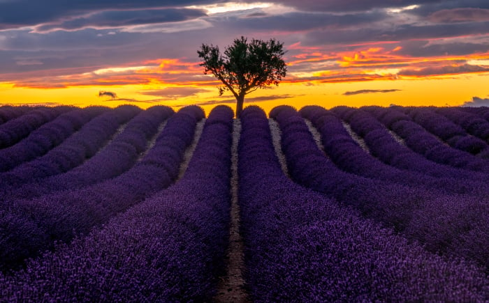 Lavendelveld op het plateau de Valensole in de Provence, Frankrijk