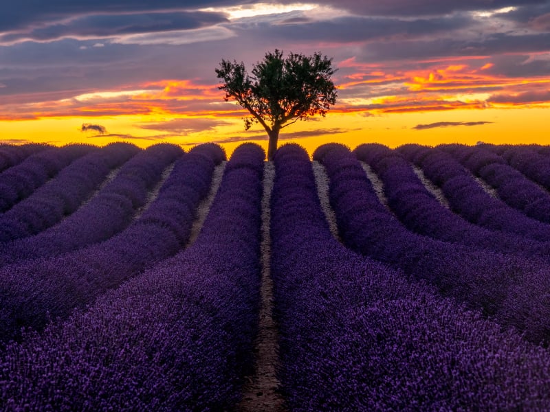 Lavendelveld op het plateau de Valensole in de Provence, Frankrijk