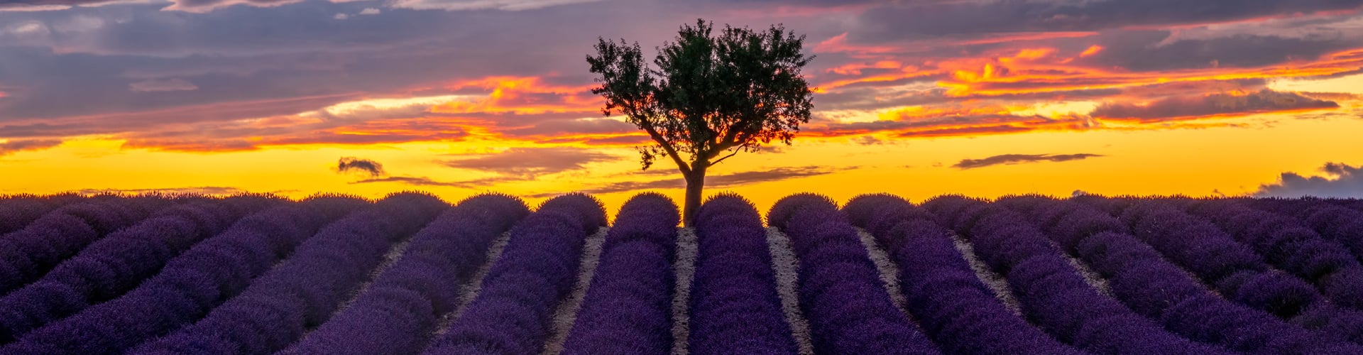 Lavendelveld in de Provence in Frankrijk bij zonsondergang