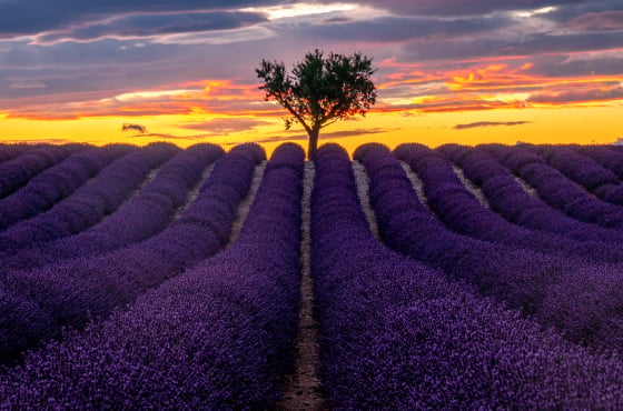 Lavendelveld in de provence met een goede compositie