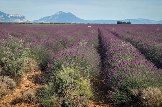 Lavendelveld in de provence met een slechte compositie