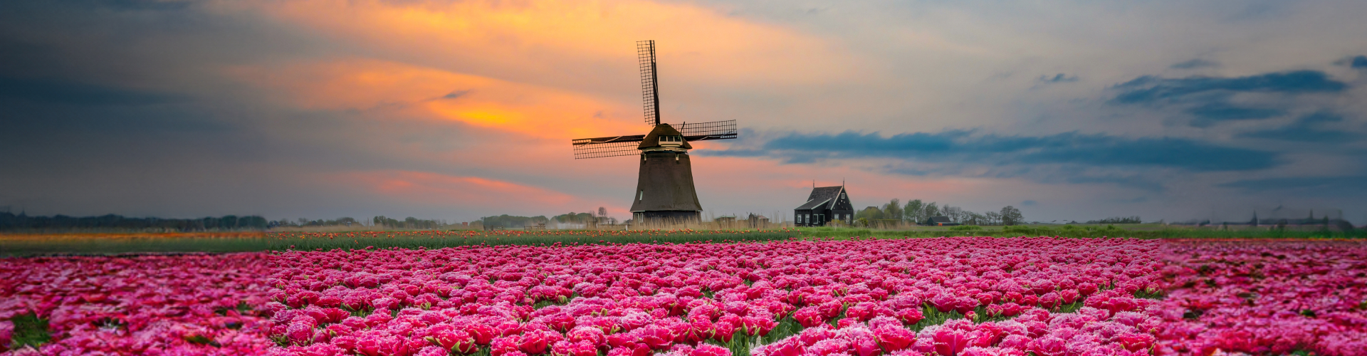 Molen en tulpenveld bij Schagerbrug