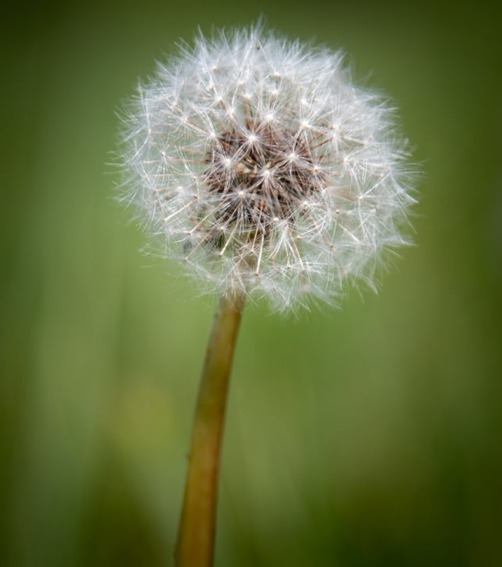 Paardenbloem met bokeh door de kleine scherptediepte