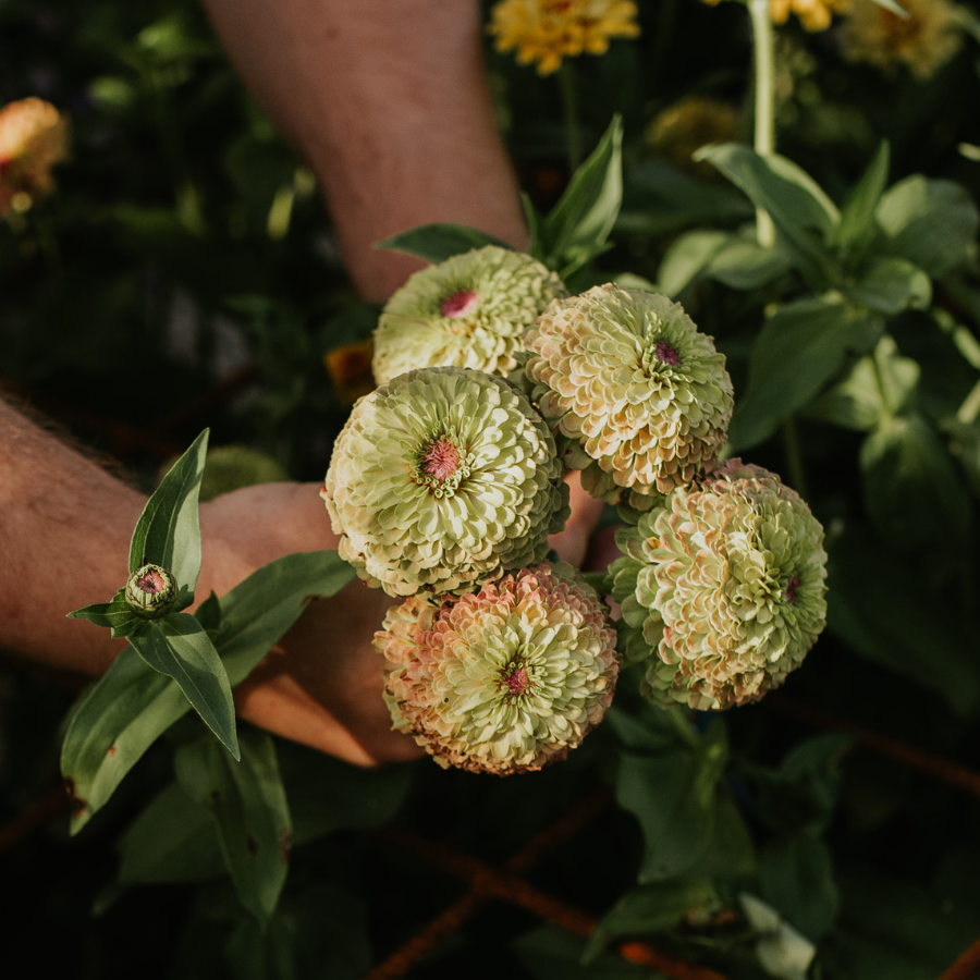 zinnia