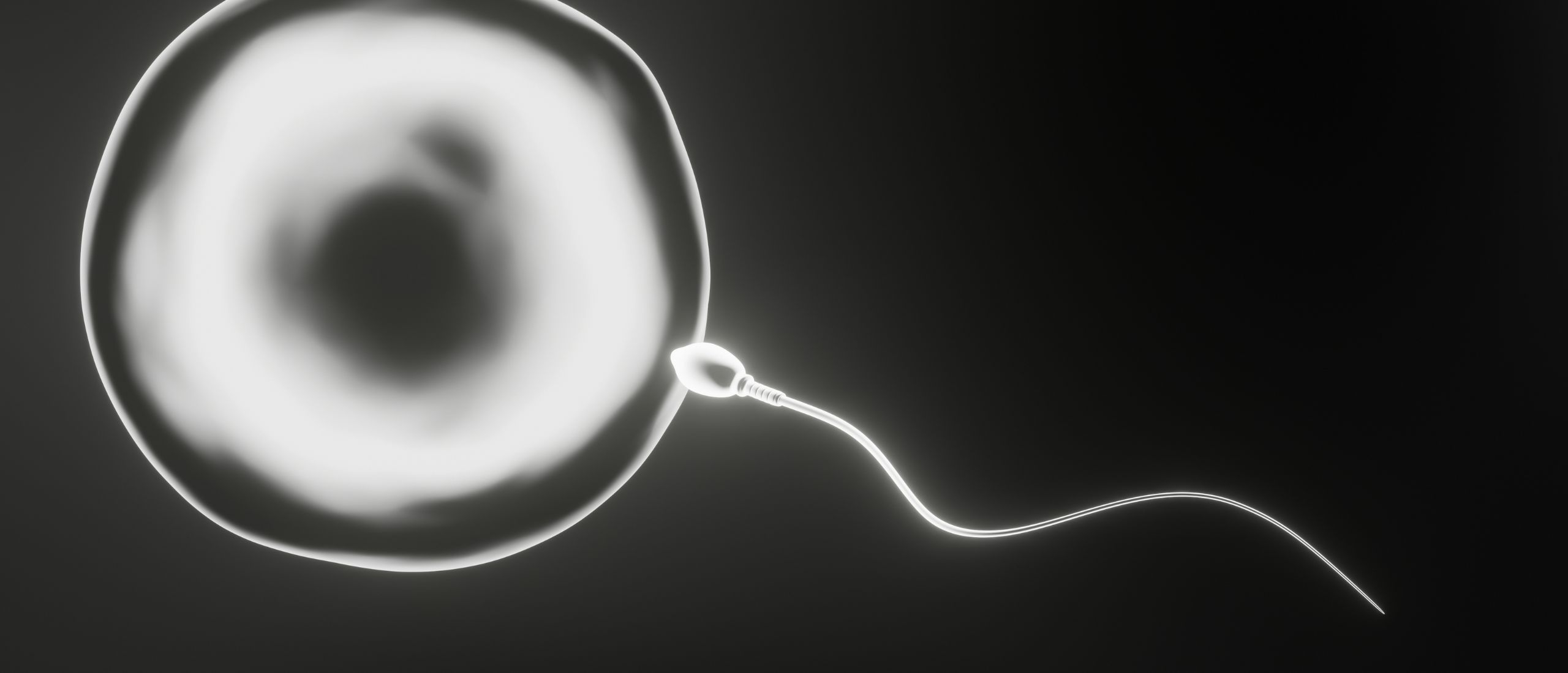 De wonderen van conceptie: een blik op de reis van de eicel