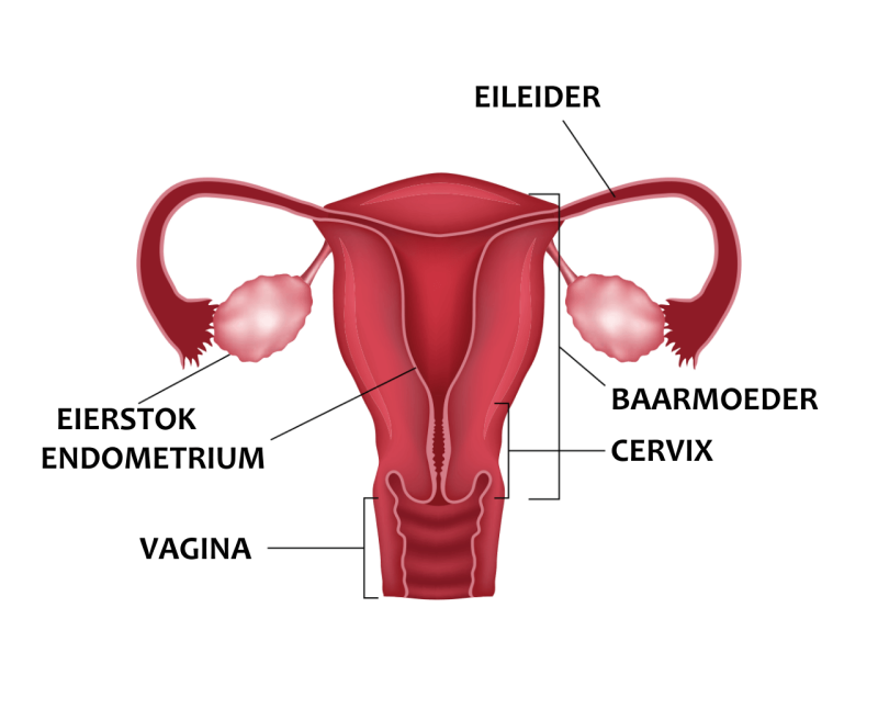 Anatomische tekening van de vrouwelijke voortplantingsorganen, met nadruk op de eierstokken, eileiders en baarmoeder.