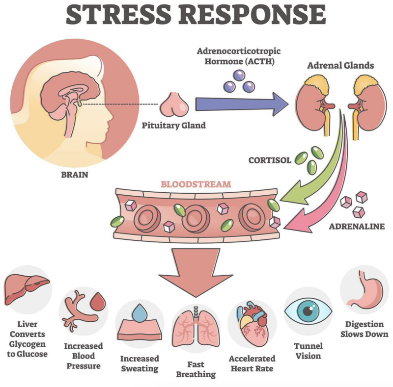 Stressreactiesysteem