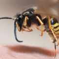 Wat te doen bij een wespensteek?