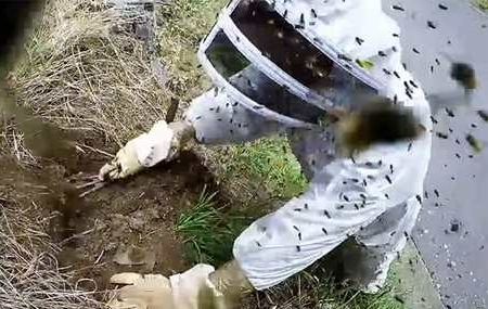 Wespenbestrijding Afdeling Dierplagen