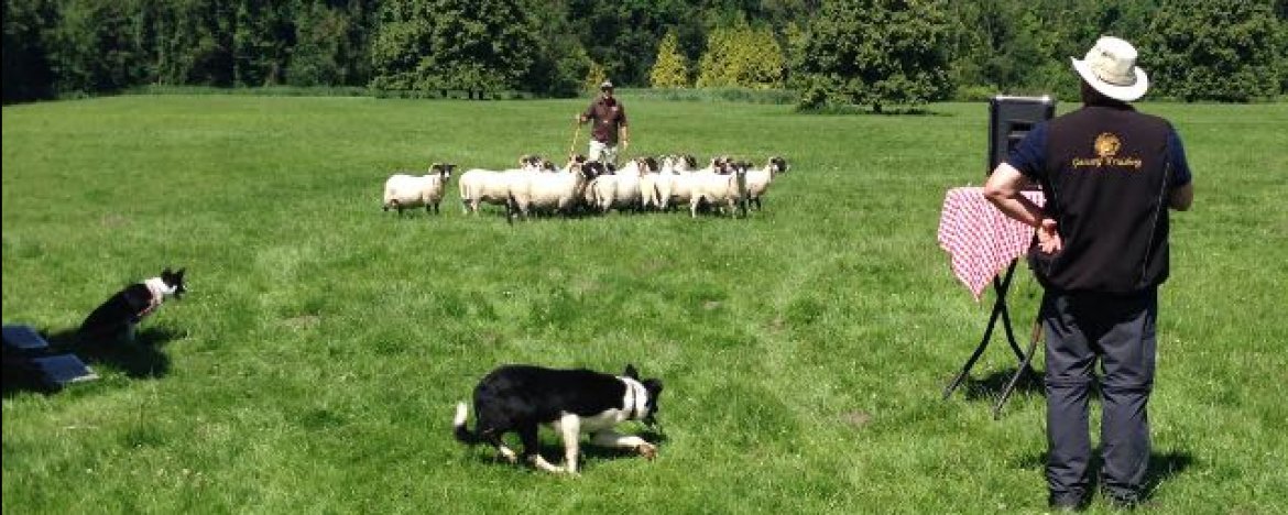 Een fantastisch teamuitje: teambuilding door schapen te drijven