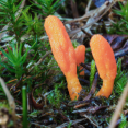 Cordyceps