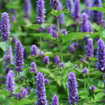 hyssop