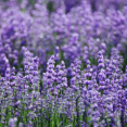 lavendel