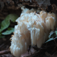 Lions mane