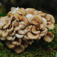 Maitake