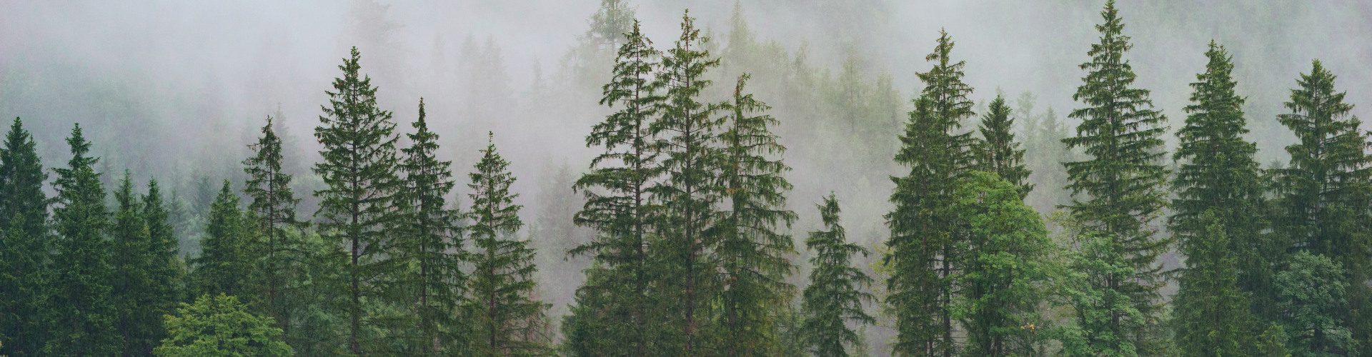 Woud met dennenbomen