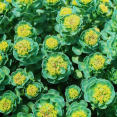 Rhodiola