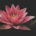 Roze lotus