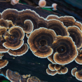 Turkey tail