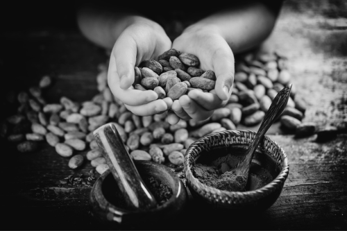 Cacaobonen in twee handen