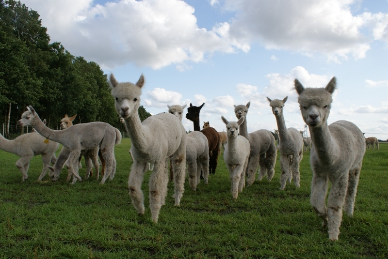 Alpaca-Ranch